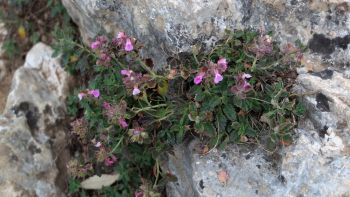 Germandrée petit chêne (Teucrium chamaedrys)