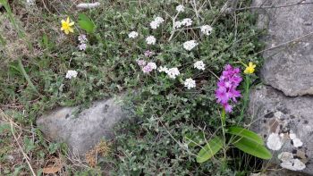 Narcisses d’Asso, ibéris et orchis d’Hyères