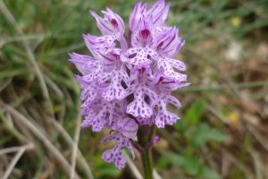 Orchis tridenté près de la côte 710, photo Anick