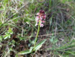 Orchis brûlé au pré des moines