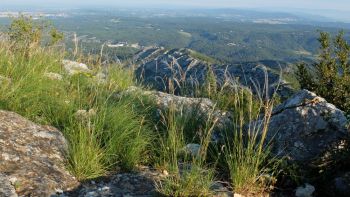 Les stipes peinnées commencent à frisoter