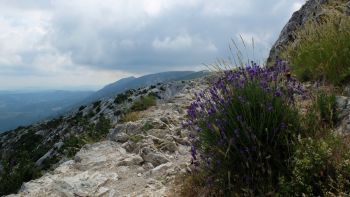 Pied de lavande près de la Croix