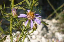 Aster d’automne 