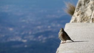 Accenteur alpin sur le parapet de la brèche