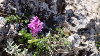 Jeune orchis d'Hyères (Orchis olbiensis)