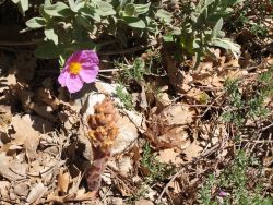 L'orobanche (sans chlorophylle) parasite le ciste cotonneux (fleur rose) tout proche