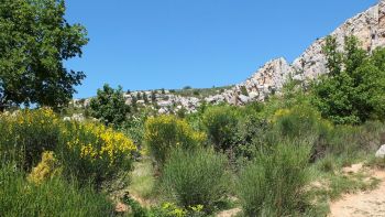 (Spartium juncéum, appelés parfois genêts d'Espagne)