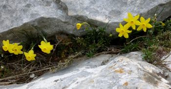 Narcisses d'Asso