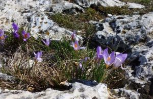 Crocus