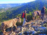 Jeudi 6 novembre 2014 : montée des ânes et travaux au Prieuré