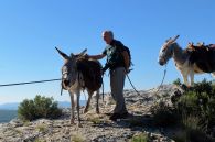 Jeudi 29 septembre 2016 : la montée des ânes et le Prieuré en ébullition