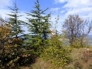 Le ruban signale un des charmes-houblon