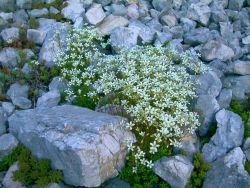 un bouquet de sablines (identification non certaine) se frayant un passage dans les cailloux, 