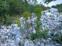 quelques euphorbes Characias (Euphorbia characias) dans un pierrier,