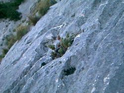 des orpins élevés (Sedum sediforme) s'accrochant à la paroi,