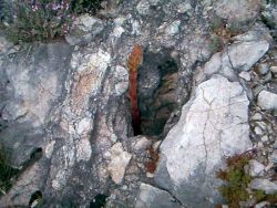 une orobanche squattant un petite cavité,