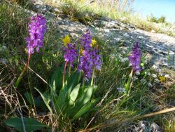 des orchis d'Hyères (orchis olbiensis) bien abrités,