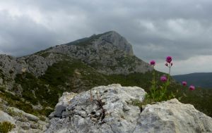 Centranthe rouge (Centranthus ruber) sur les Costes Chaudes.