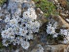  Ibéris des rochers (Ibéris saxatilis)