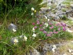 Hélianthèmes des Apennins (Helianthemum apenninum)