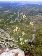 Gueule-de-loup à larges feuilles (Antirrhinum majus ssp.latifolium)