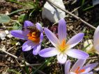 Abeille butinant un crocus bigarré