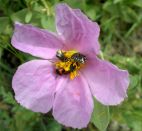 Coléoptères sur un Ciste cotonneux