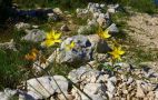 Tulipes méridionales (Tulipa sylvestris)