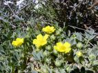 Potentille veloutée (Potentilla velutina)