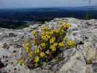 Hélianthème hérissé (Helianthemum hirtum)