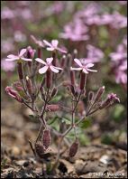 Saponaire faux basilic (Saponaria ocymoides) photo Didier Vereek