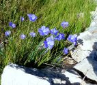 Lin de Narbonne (Linum narbonense)