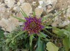 salsifis à feuilles de poireau (Tragopogon porrifolius ssp. australis)