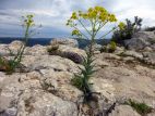 Pastels des teinturiers (Isatis tinctoria)