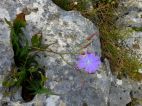 Laitue vivace (Lactuca perennis)