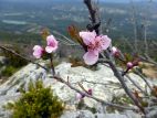 Fleurs de pêcher sauvage (prunus persica) près du Prieuré