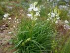 Anthericum à fleur de lis (Anthericum liliago)