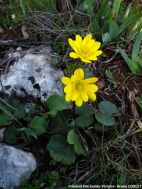 Anémone palmée (Anemone palmata) espèce rare et protégée. photo du GSSV