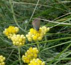 Papillon butinant une immortelle (Helichrysum stoechas)