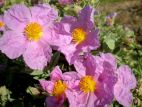 Ciste cotonneux (Cistus albidus)