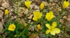 Lin campanulé (Linum campanulatum)