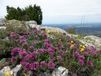 Anthyllide des montagnes (Anthyllis montana)