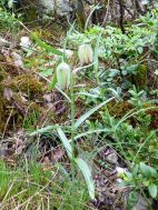 Fritillaires à involucre (Fritillaria involucrata)