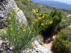 Coronille à tiges de jonc (Coronilla juncea) sous le Pas de l'Escalette