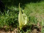 Arum d'Italie (Arum italicum) près de Vauvenargues