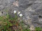 Un pied de Céraiste sous-ligneux (Cerastium arvense subsp. suffruticosum) au Pas du Berger