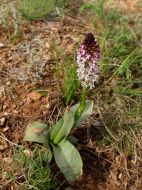 Orchis brûlé( Neotinea ustulata) au Pré des moines