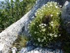 Sabline de provence (à confirmer)