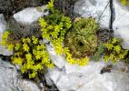 Orpin acre (Sedum acre)