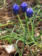 Muscari négligé (Muscari neglectum)